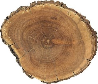 Sezione levigata di legno di corbezzolo