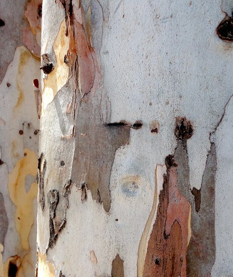 Corteccia di Eucalyptus camaldulensis