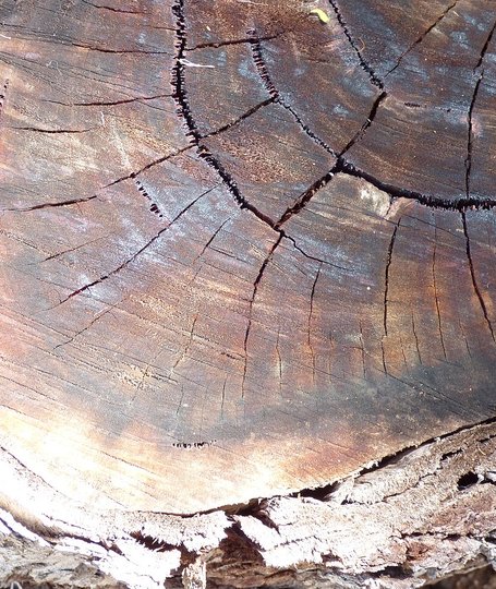 Tronchi tagliati di Eucalyptus globulus alle Hawaii