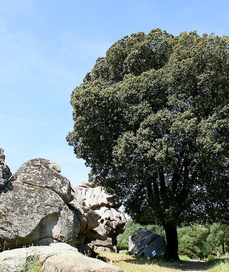 Albero di leccio in Corsica
