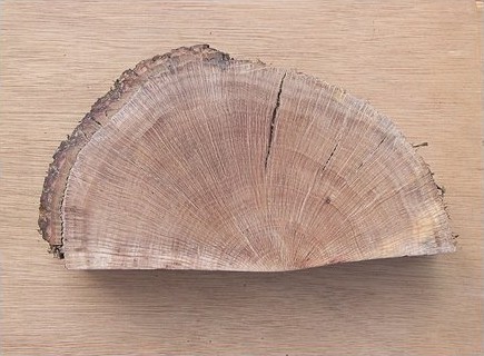 Sezione levigata di legno di leccio