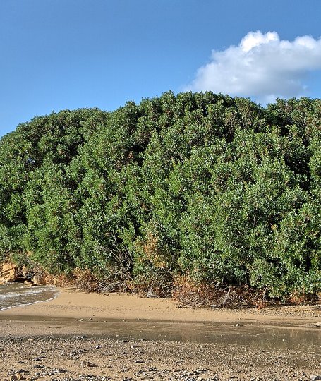 Pianta di lentisco