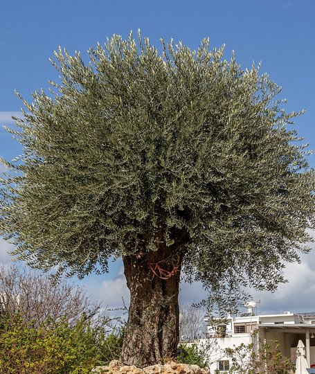 Albero di olivo a Cipro