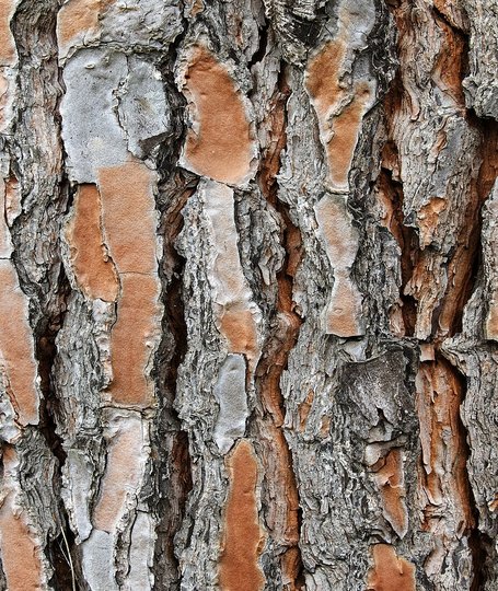 Corteccia a placche di pino domestico