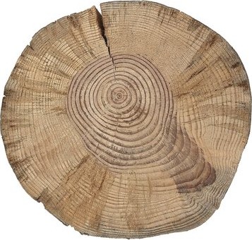 Sezione levigata di legno di pino domestico