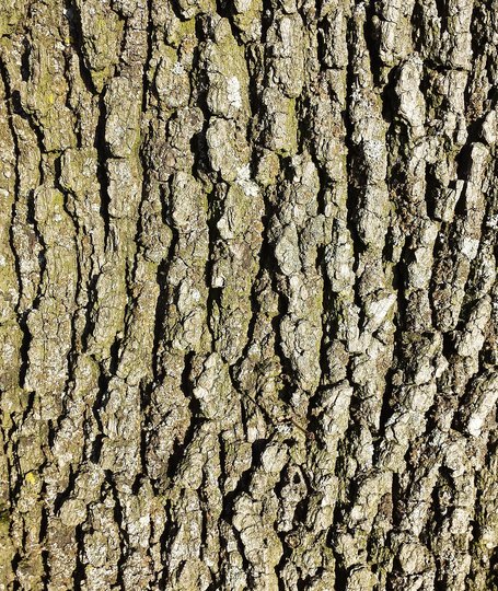 Corteccia solcata di roverella