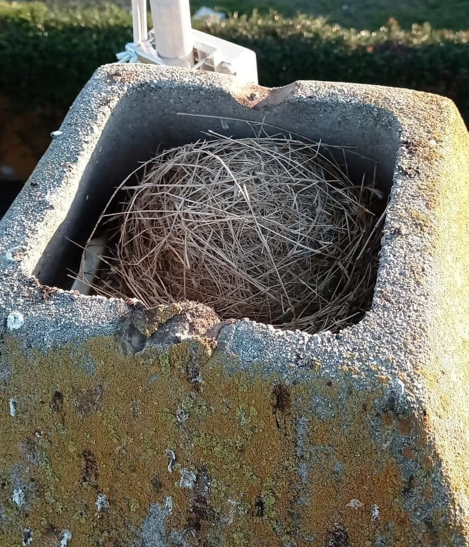Nido di uccelli rimosso da un comignolo