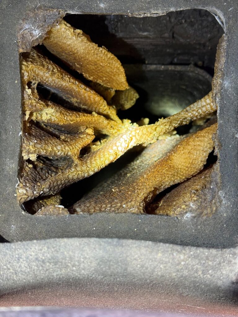 Favo di api costruito dentro una canna fumaria