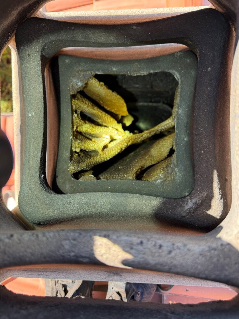 Favo di api dentro la canna fumaria, visto dal comignolo