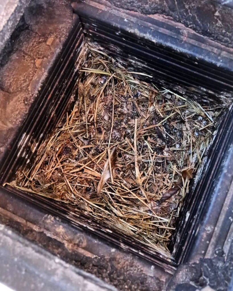Nido di paglia e piume dentro una canna fumaria